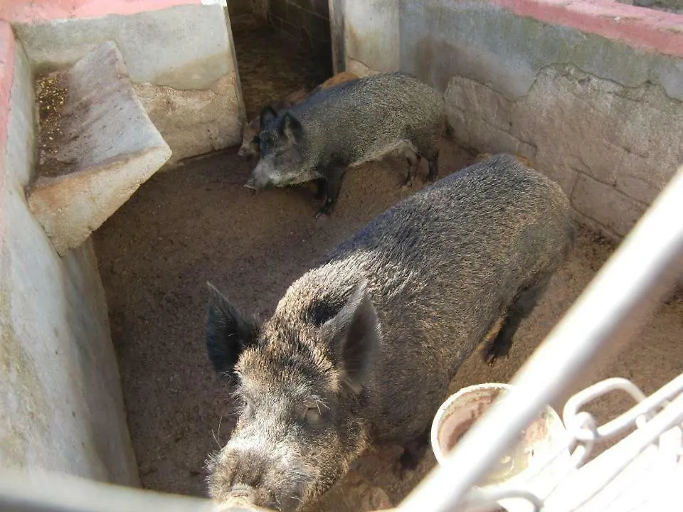 Agriturismo Costiolu Nuoro  Agroturismo
